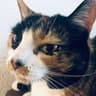 Reviewer profile image